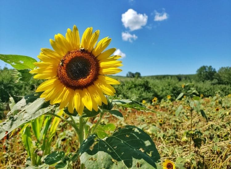 DAY TRIP | Lyman Orchards’ Sunflower Maze