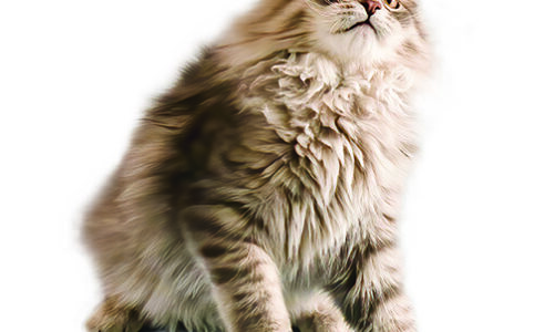 Emotional Support Animals Make a Difference