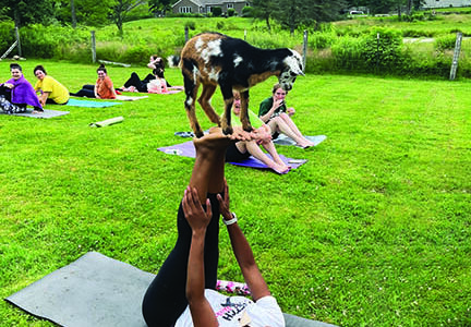 Is That a Thing? – Goat Yoga