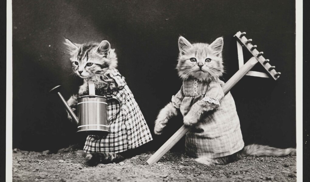 Old Wilton – It’s a Dog’s (and a Cat’s) Life