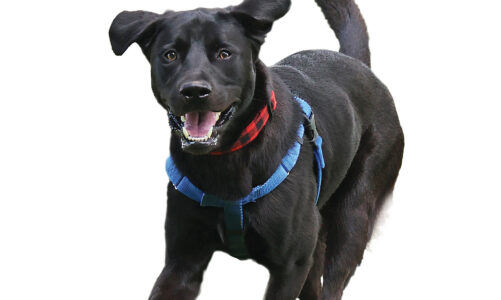 CT Humane Society – Providing Care for Pets