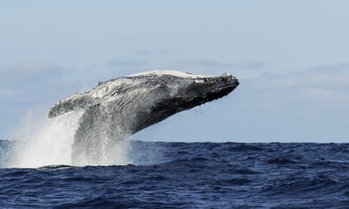 Gift Med Spa- Whale HBOT