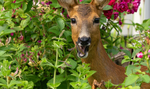 Deer Proof Landscaping